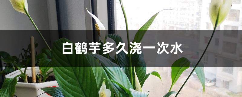 白鹤芋多久浇一次水 白鹤芋多久浇一次水