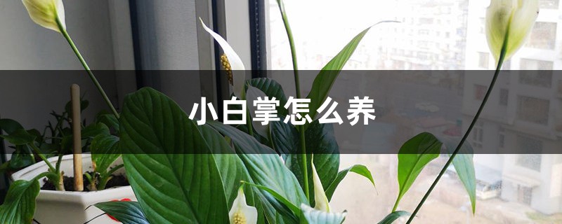 小白掌怎么养 小白掌怎么养