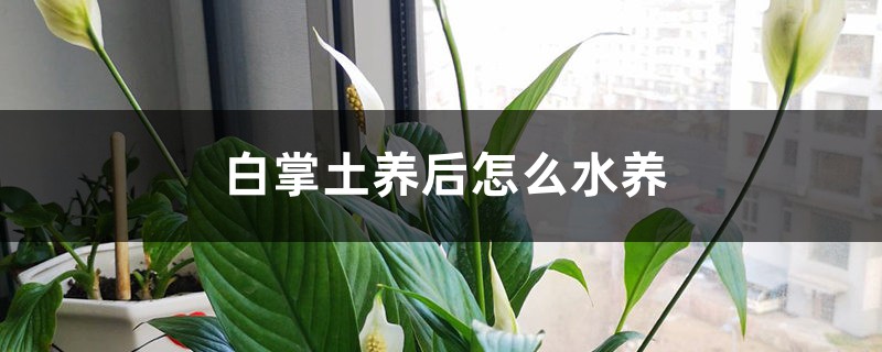 白掌土养后怎么水养 白掌土养后怎么水养