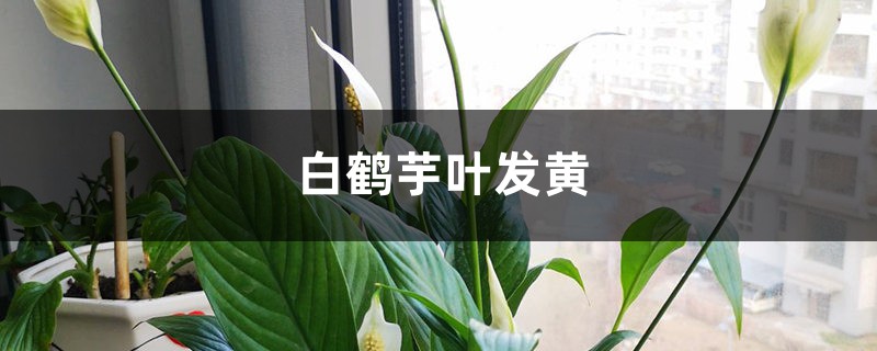 白鹤芋叶发黄的原因及补救措施 白鹤芋叶发黄的原因及补救措施