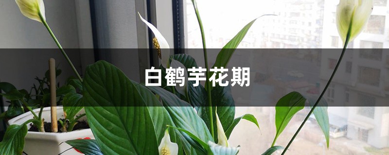 白鹤芋花期后如何养护 白鹤芋花期后如何养护