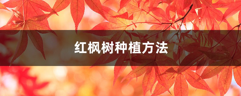 红枫树种植方法 红枫树种植方法