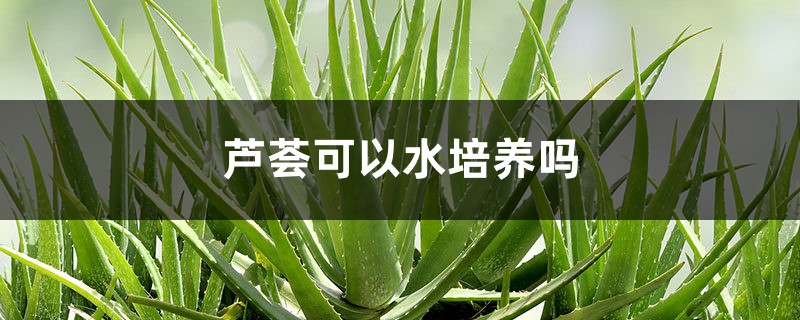 芦荟可以水培养吗 芦荟可以水培养吗