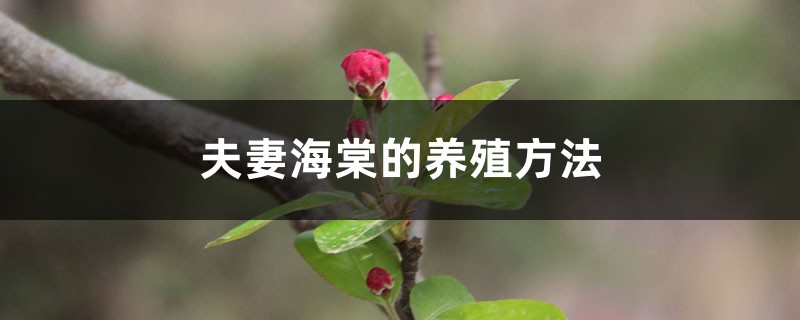 夫妻海棠的养殖方法和注意事项 夫妻海棠的养殖方法和注意事项
