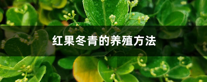红果冬青的养殖方法和注意事项 红果冬青的养殖方法和注意事项