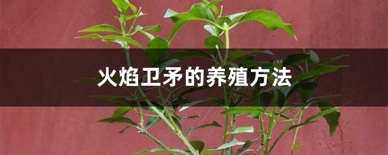 火焰卫矛的养殖方法和注意事项 火焰卫矛的养殖方法和注意事项