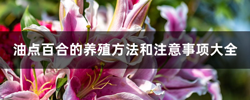 油点百合的养殖方法和注意事项 油点百合的养殖方法和注意事项
