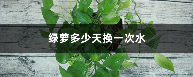 绿萝多少天换一次水 绿萝多少天换一次水