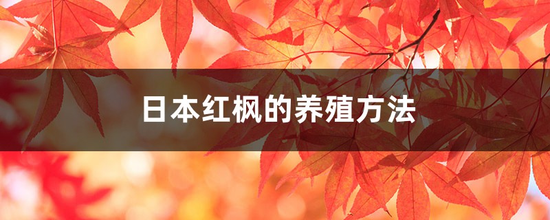 日本红枫的养殖方法和注意事项 日本红枫的养殖方法和注意事项