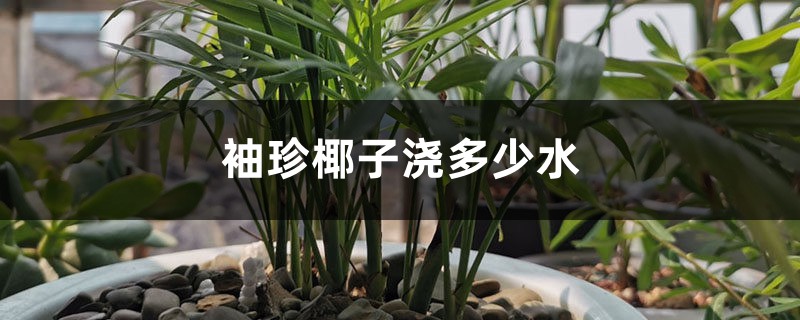 袖珍椰子浇多少水 袖珍椰子浇多少水