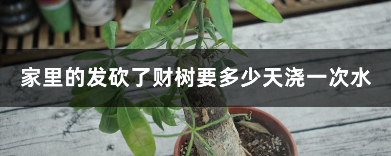家里的发财树要多少天浇一次水 家里的发财树要多少天浇一次水