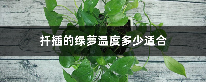 扦插的绿萝温度多少适合 扦插的绿萝温度多少适合