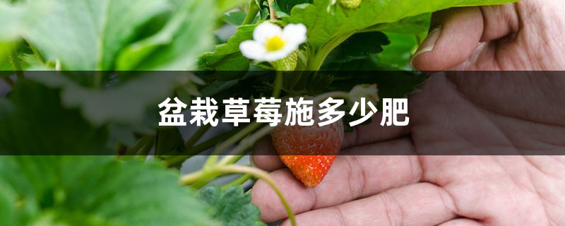 盆栽草莓施多少肥 盆栽草莓施多少肥