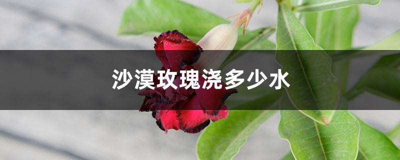 沙漠玫瑰浇多少水 沙漠玫瑰浇多少水
