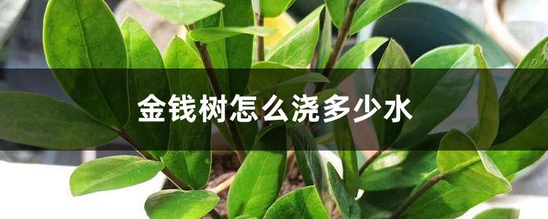 金钱树浇多少水 金钱树浇多少水