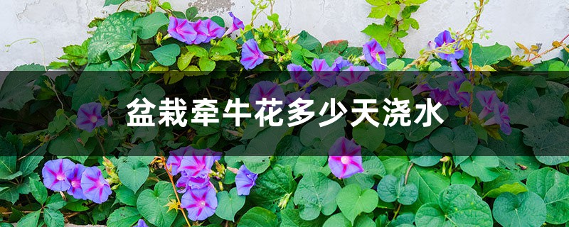 盆栽牵牛花多少天浇次水 盆栽牵牛花多少天浇次水
