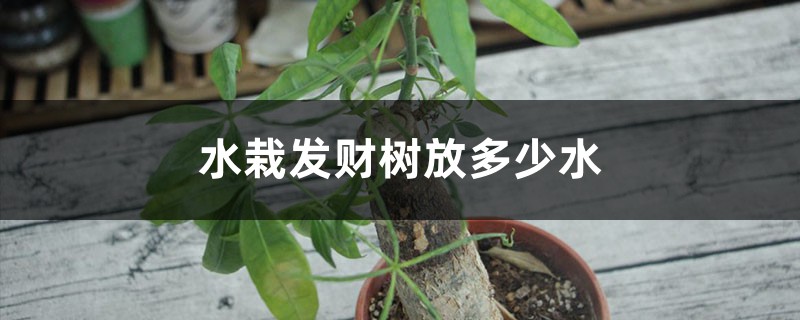水栽发财树放多少水 水栽发财树放多少水