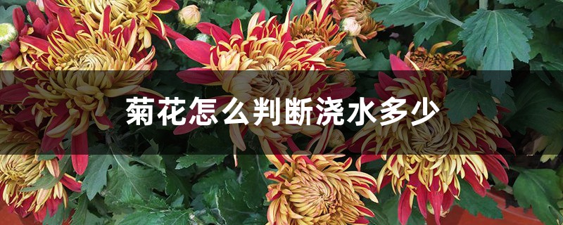 菊花怎么判断浇水多少 菊花怎么判断浇水多少