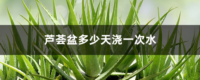 芦荟盆栽多少天浇一次水 芦荟盆栽多少天浇一次水