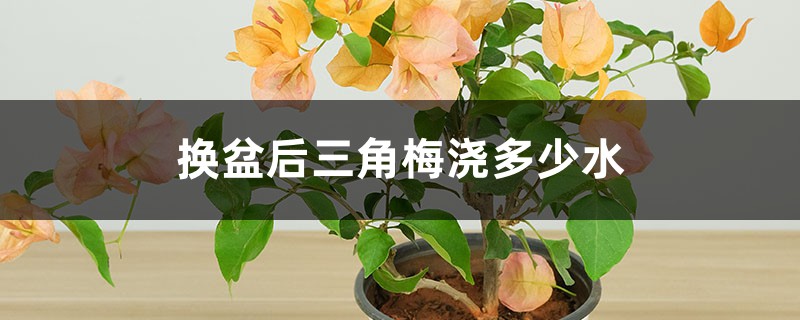 换盆后三角梅浇多少水 换盆后三角梅浇多少水
