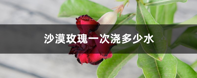 沙漠玫瑰一次浇多少水 沙漠玫瑰一次浇多少水