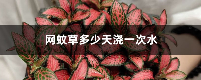 网纹草多少天浇一次水 网纹草多少天浇一次水