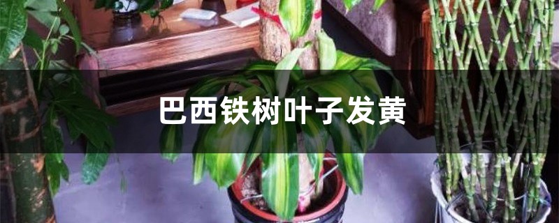 巴西铁树叶子发黄的原因 巴西铁树叶子发黄的原因