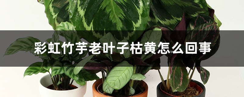 彩虹竹芋老叶子枯黄怎么回事 彩虹竹芋老叶子枯黄怎么回事