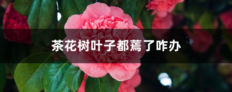 茶花树叶子都蔫了咋办 茶花树叶子都蔫了咋办