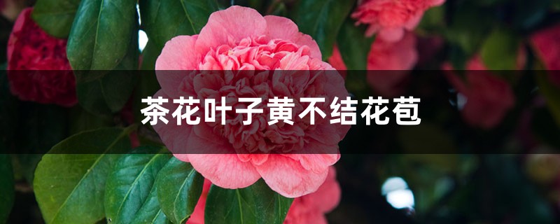 茶花叶子黄不结花苞怎么办 茶花叶子黄不结花苞怎么办