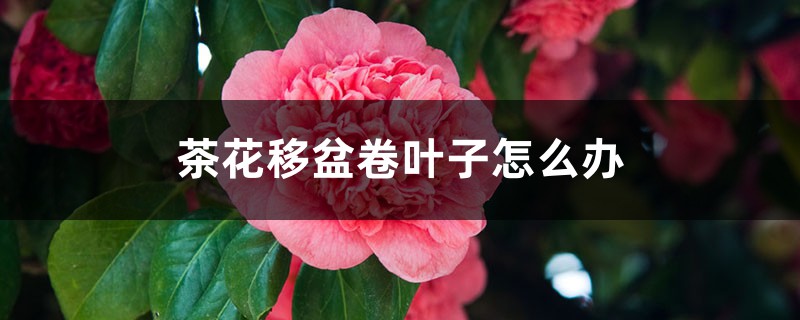 茶花移盆卷叶子怎么办 茶花移盆卷叶子怎么办