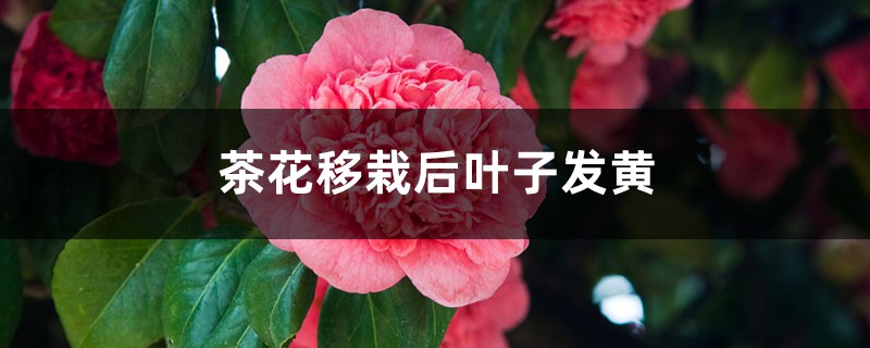 茶花移栽后叶子发黄怎么回事 茶花移栽后叶子发黄怎么回事