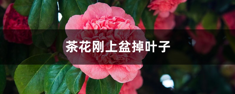 茶花刚上盆就掉叶子怎么回事 茶花刚上盆就掉叶子怎么回事
