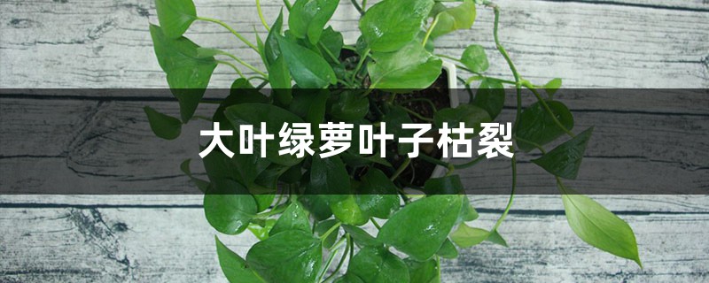 大叶绿萝叶子枯裂的原因 大叶绿萝叶子枯裂的原因