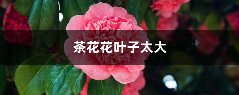 茶花如何养护叶子才能变大 茶花如何养护叶子才能变大