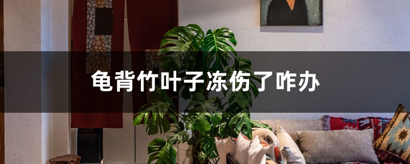 龟背竹叶子冻伤了咋办 龟背竹叶子冻伤了咋办