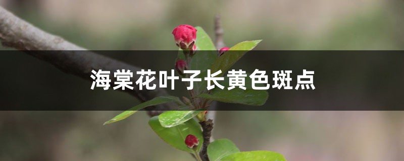 海棠花叶子长黄色斑点的原因 海棠花叶子长黄色斑点的原因