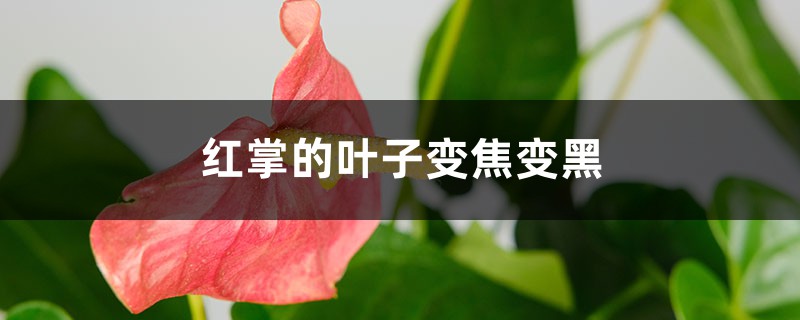 红掌的叶子变焦变黑怎么办 红掌的叶子变焦变黑怎么办