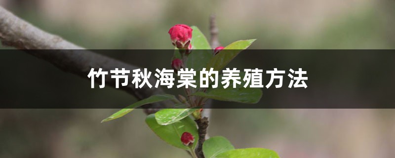 竹节秋海棠的养殖方法和注意事项 竹节秋海棠的养殖方法和注意事项