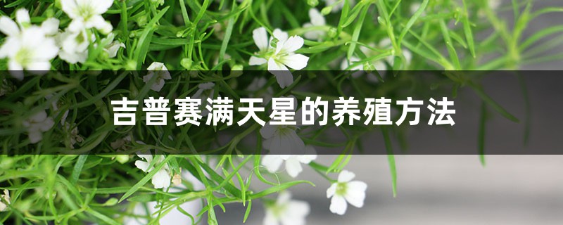 吉普赛满天星的养殖方法和注意事项 吉普赛满天星的养殖方法和注意事项