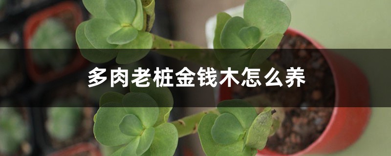 多肉老桩金钱木怎么养 多肉老桩金钱木怎么养