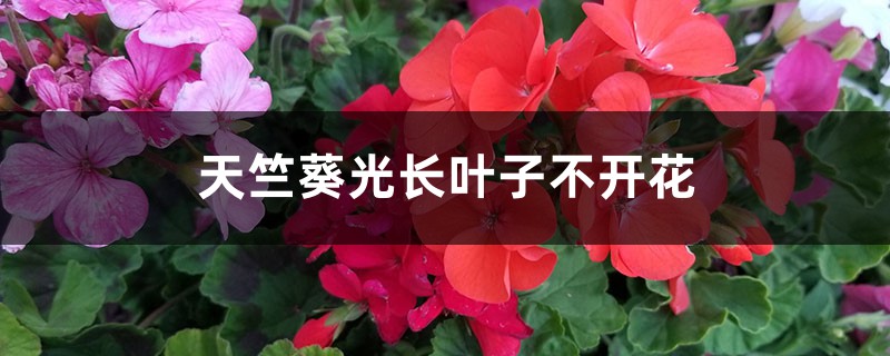 天竺葵光长叶子不开花怎么办 天竺葵光长叶子不开花怎么办