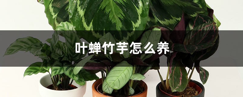 叶蝉竹芋怎么养 叶蝉竹芋怎么养