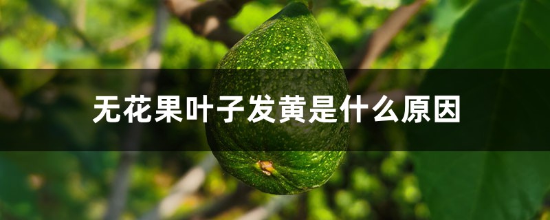 无花果叶子发黄是什么原因 无花果叶子发黄是什么原因