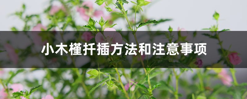 小木槿扦插方法和注意事项 小木槿扦插方法和注意事项