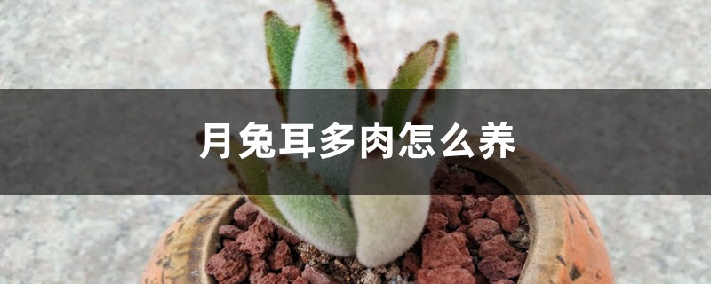 月兔耳多肉怎么养 月兔耳多肉怎么养