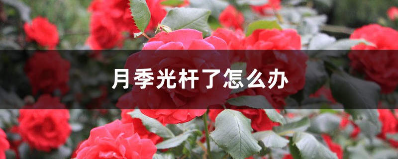 月季光杆了怎么办 月季光杆了怎么办