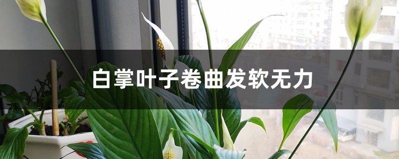 白掌叶子卷曲发软无力怎么办 白掌叶子卷曲发软无力怎么办