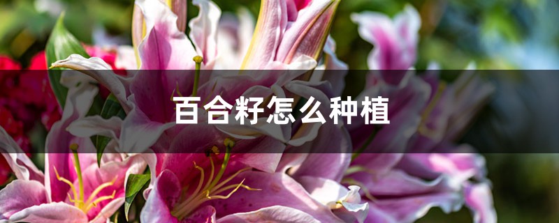 百合籽怎么种植