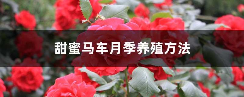 甜蜜马车月季养殖方法 甜蜜马车月季养殖方法